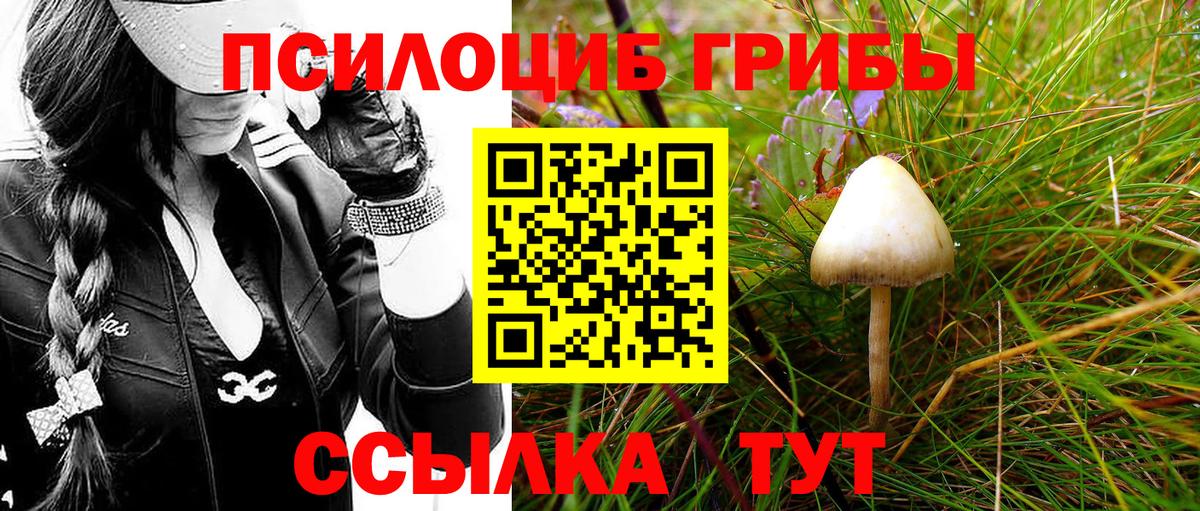 Галлюциногенные грибы Psilocybe Знаменск