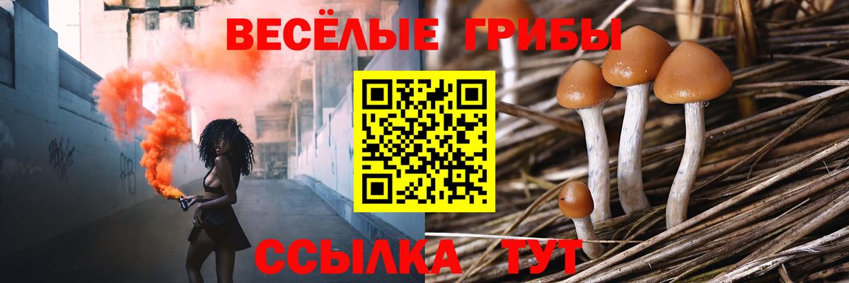 Знаменск  Псилоцибиновые грибы Magic Shrooms  сколько стоит  Вход с VPN 